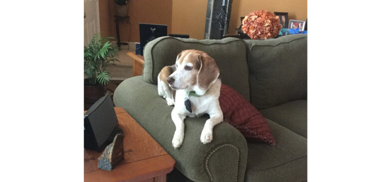 Three Business Lessons That Came to Mind While Dog-sitting My Neighbor’s Beagle
